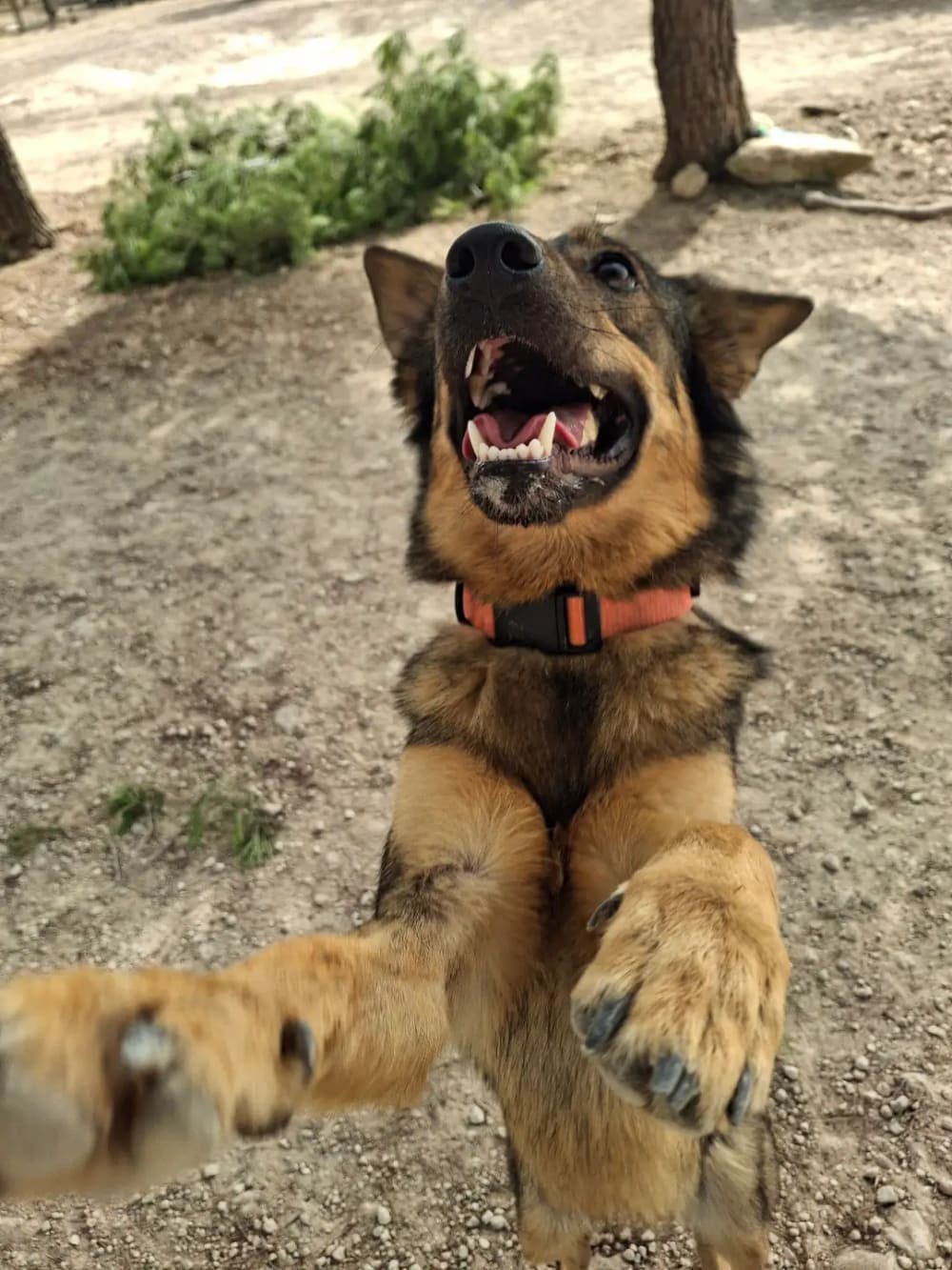 Perro feliz en BuddyCan