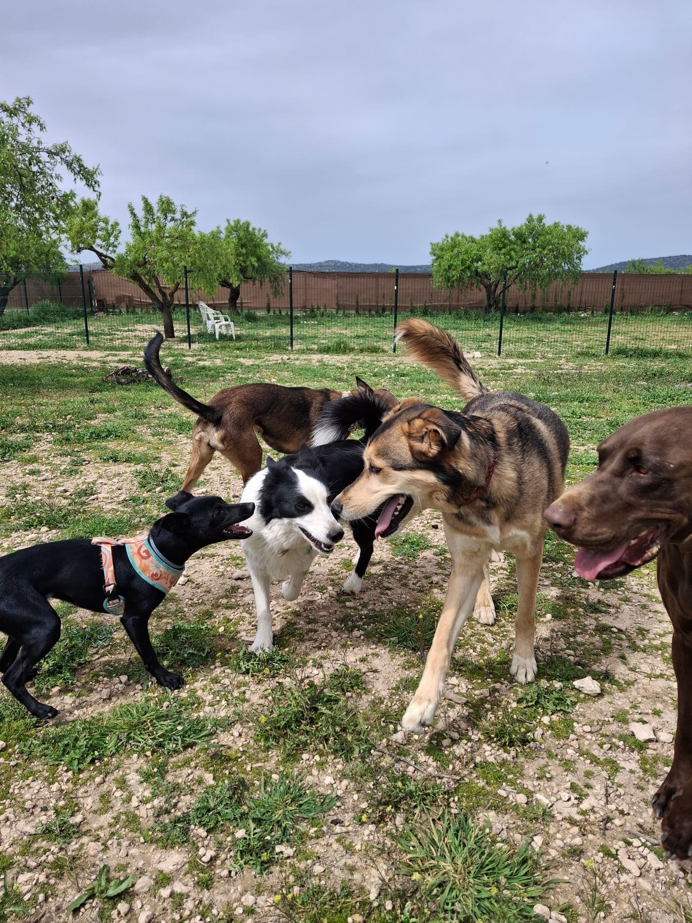 Perros disfrutando de la guardería BuddyCan