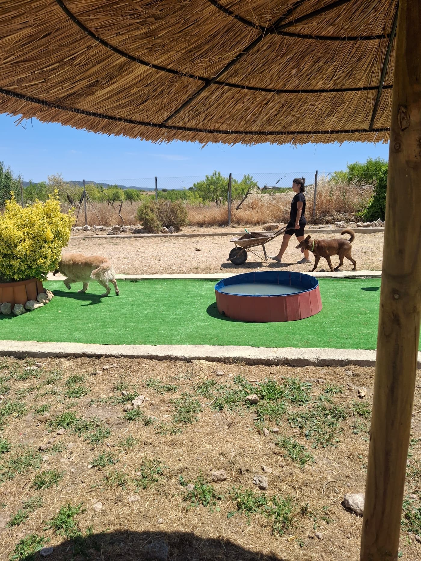 El día a día de Ainhoa con los perros de BuddyCan